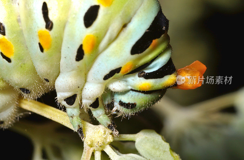 八角燕尾毛虫(Papilio zelicaeon)在茴香上，外稃延伸。